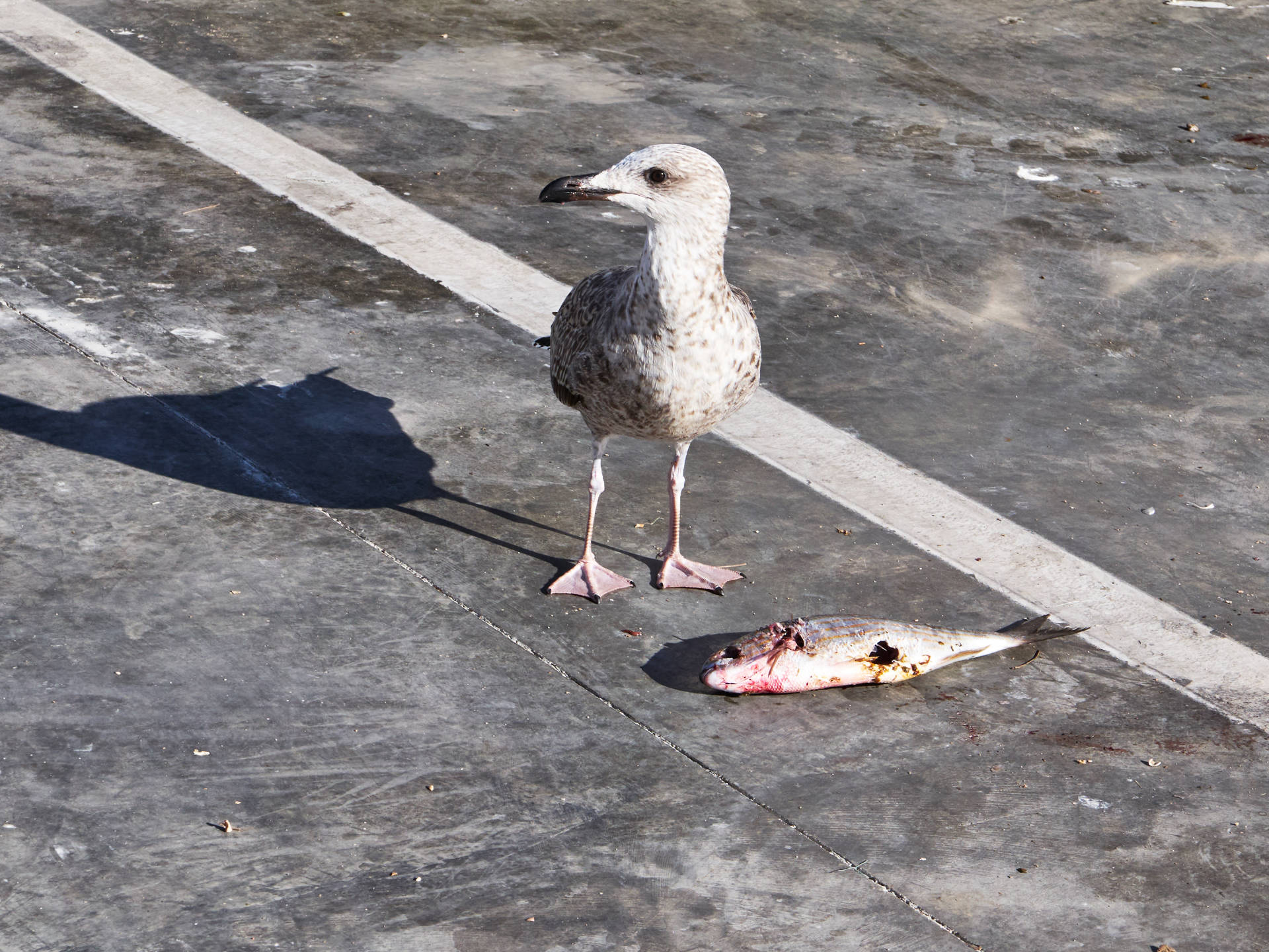 Eine einjährige Möwe macht sich an der Muelle de la Cofradía über alten Fisch her.