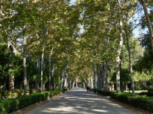 Frühmorgens die herbstliche Avenido de los Cisnes – Parque de María Luisa Sevilla.