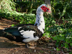 Isleta de los Pájaros – Parque de María Luisa Sevilla.