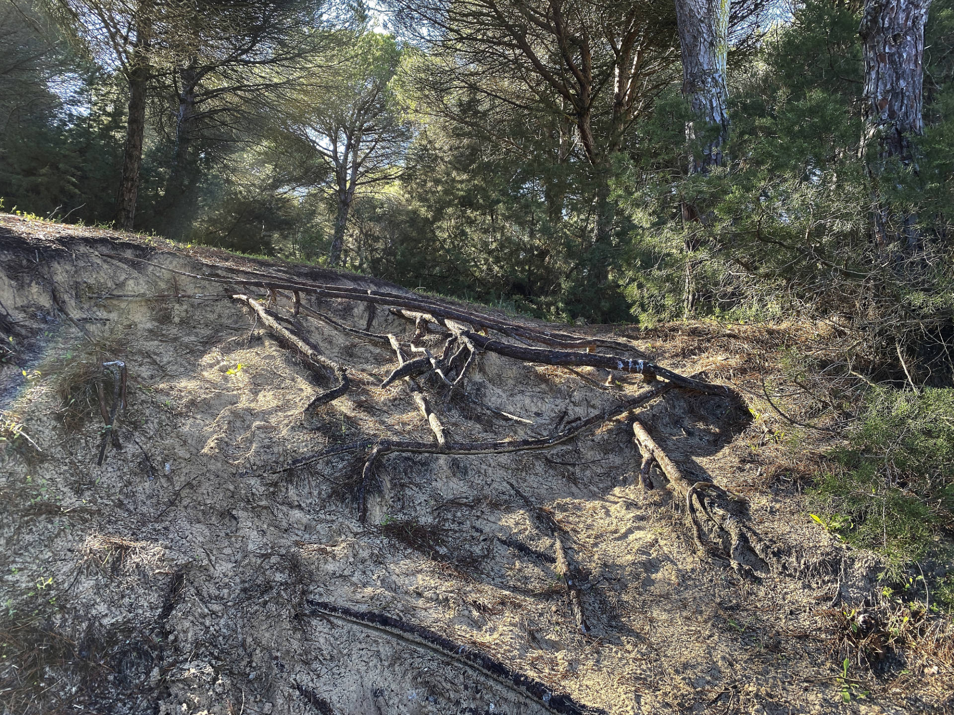 Pfade zum Strand im dichten Wald des militärischen Sperrgebietes am Playa del Cañuelo Punta de Gracia Tarifa.