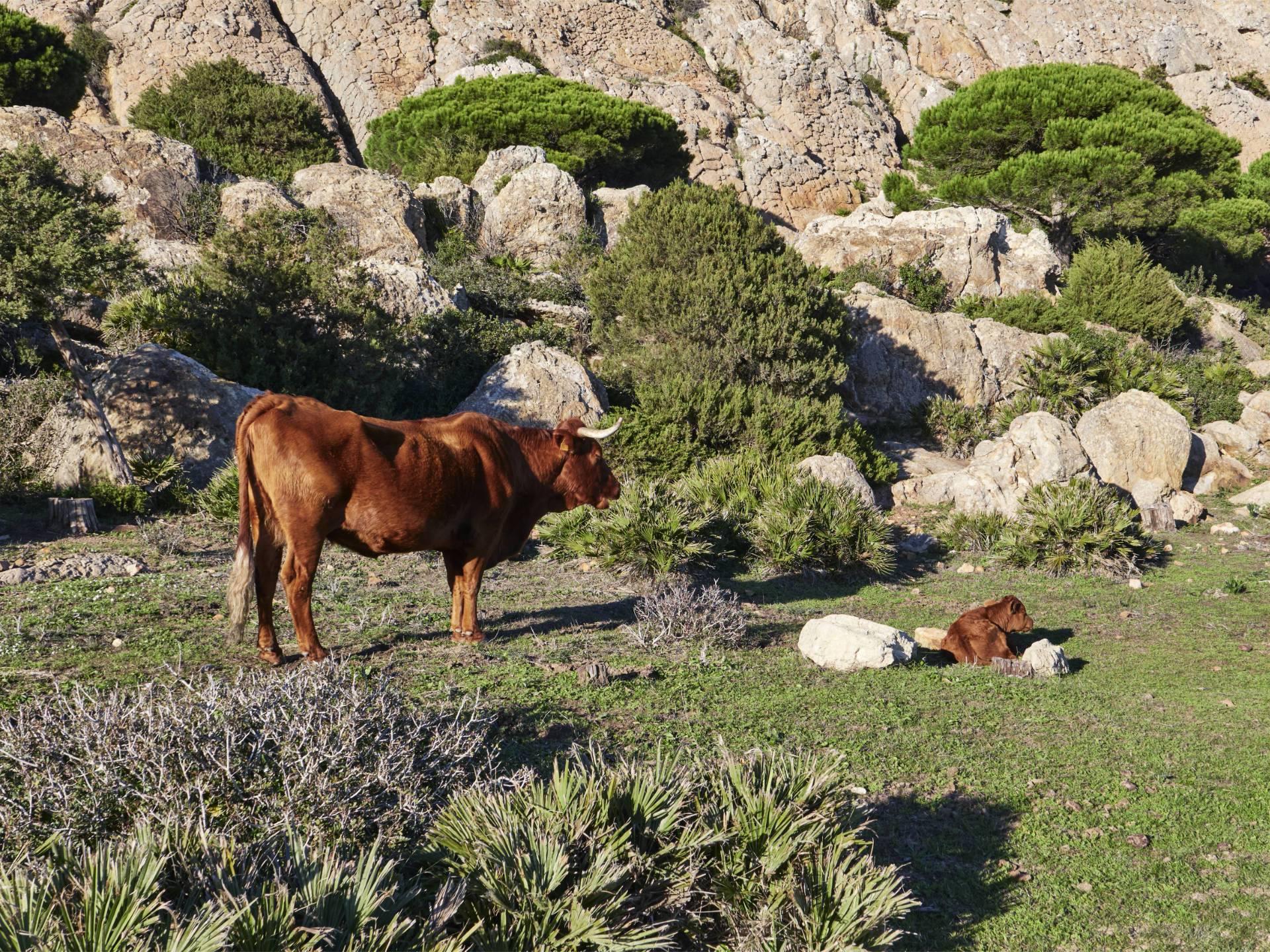 Die andalusische Vaca retinto am Cabo de Gracia Tarifa.