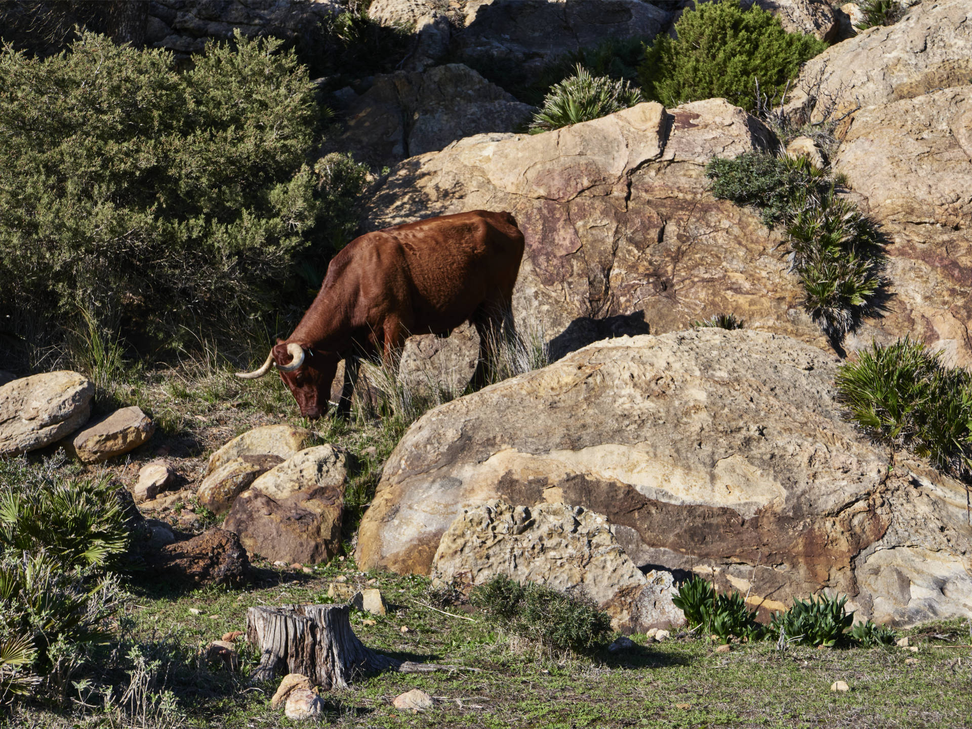 Die andalusische Vaca retinto am Cabo de Gracia Tarifa.