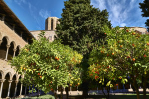 Orangenbäume im Monestir de Pedralbes Barcelona im Februar.