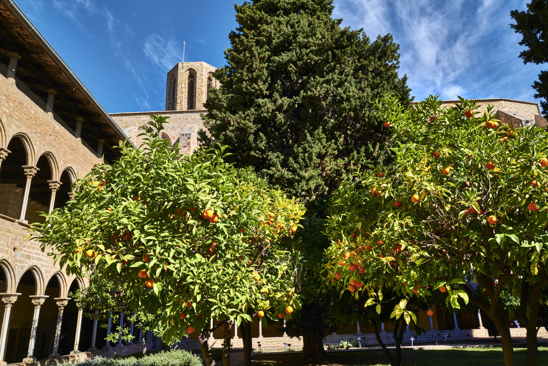 Orangenbäume im Monestir de Pedralbes Barcelona im Februar.