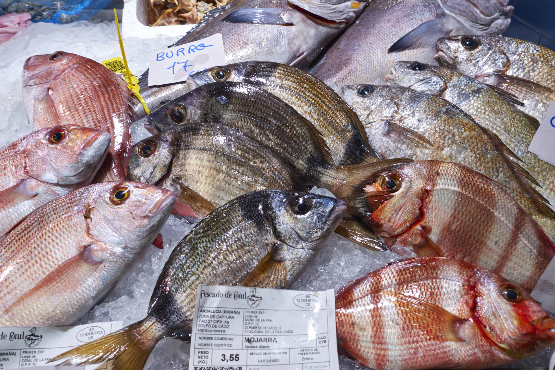 Conil de la Frontera – Mercado Municipal de Abastos.