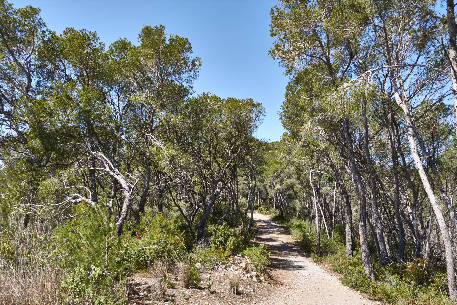 Karrenweg von der Ermita de Trinitat zum Emissora de l’Ermita.