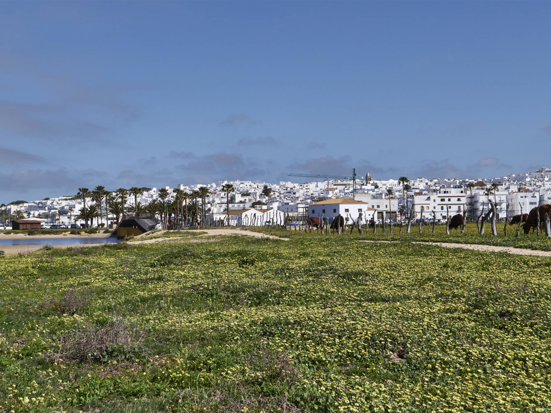 Conil de la Frontera – die vaca retinta grast im Frühling auf den saftigen marismas.