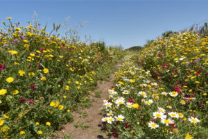 Durch Blumenwiesen nach El Atunar.