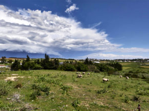 Andalusischer Frühling im April auf den Feldern von Conil de la Frontera.