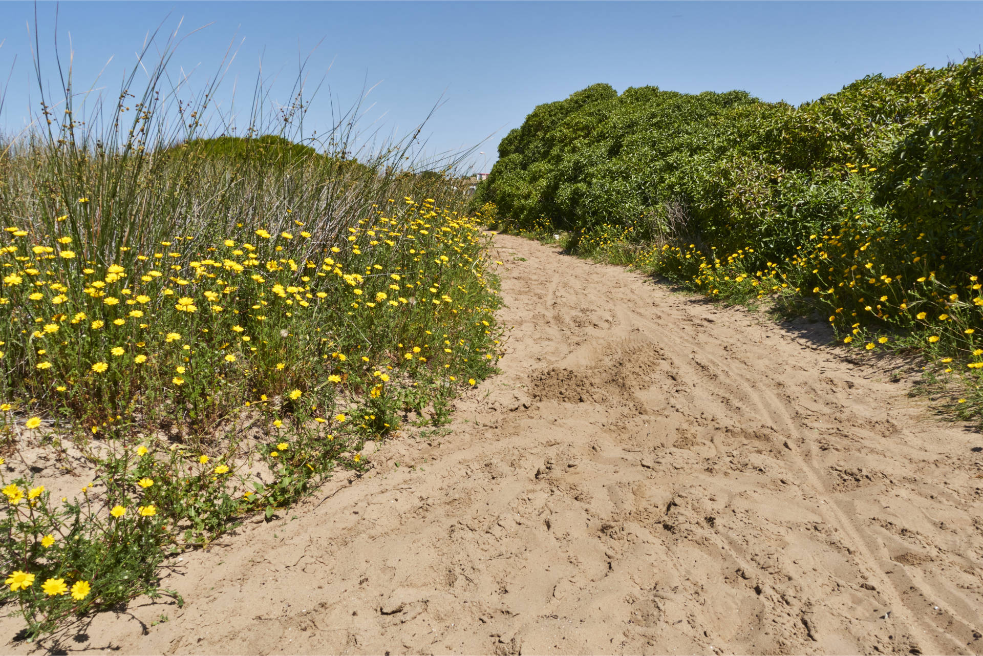 Durch Dünen und tiefen Sand von El Palmar nach El Atunar.