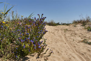 Durch Dünen und tiefen Sand von El Palmar nach El Atunar.