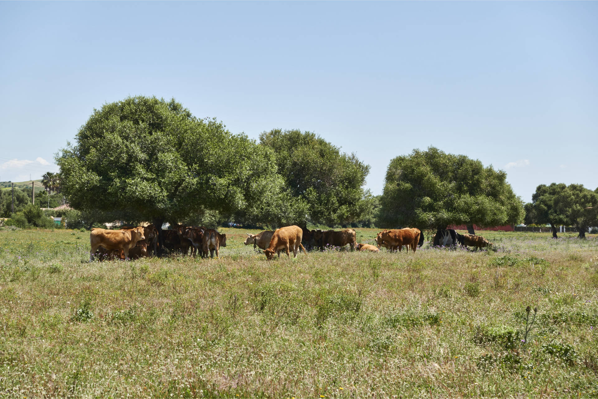 Dehesa von Zahora mit der Vaca Retinta.