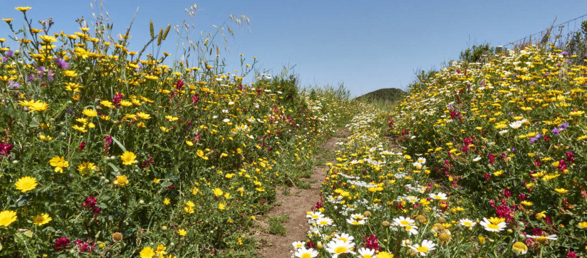 Trailrunning – von Conil de la Frontera zum Faro de Trafalgar.