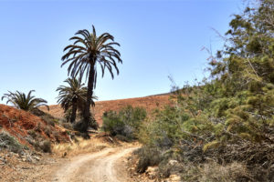 Durch den Barranco de Betancuria Richtung Vega de Río Palmas.