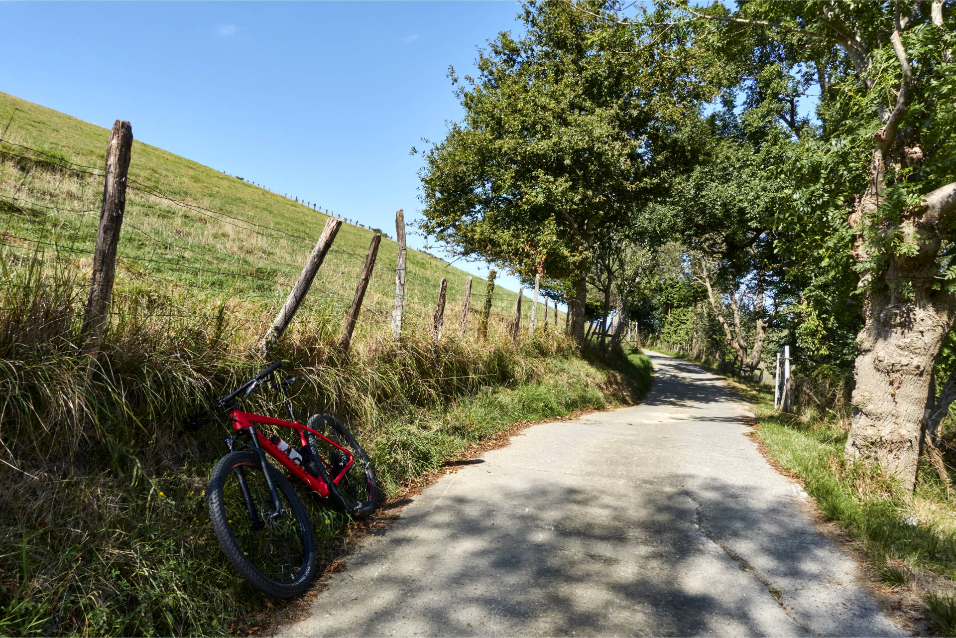 Schattige Abschnitte durch Steineichen Allee.