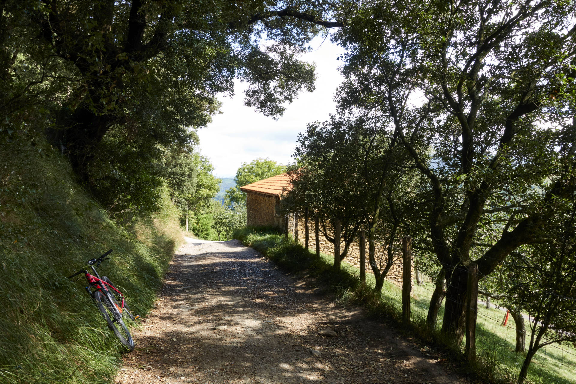 Schattige Abschnitte durch Steineichen Allee.