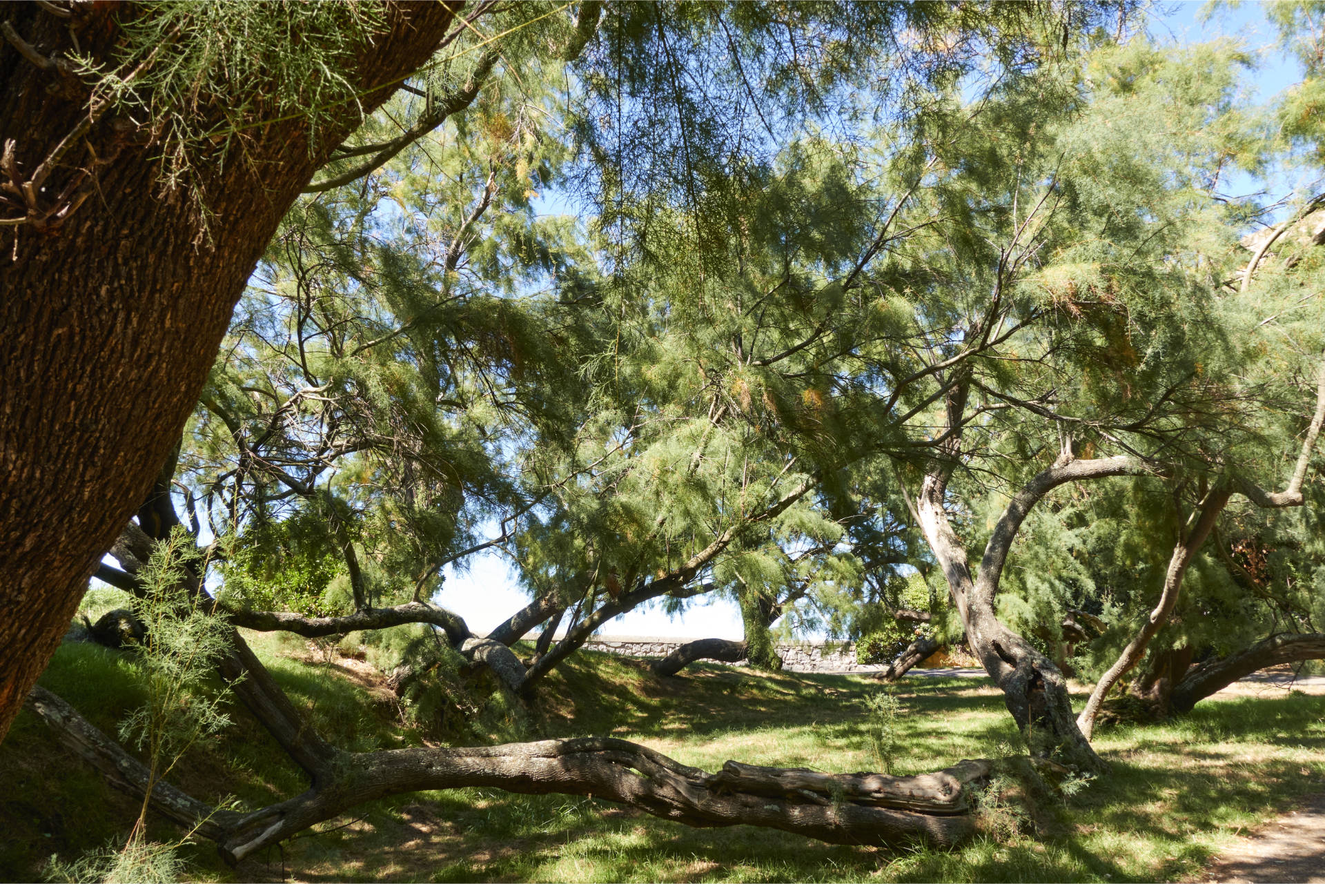 Prächtiger Baumbestand unterhalb des Faro de Mont San Anton in Getaria.