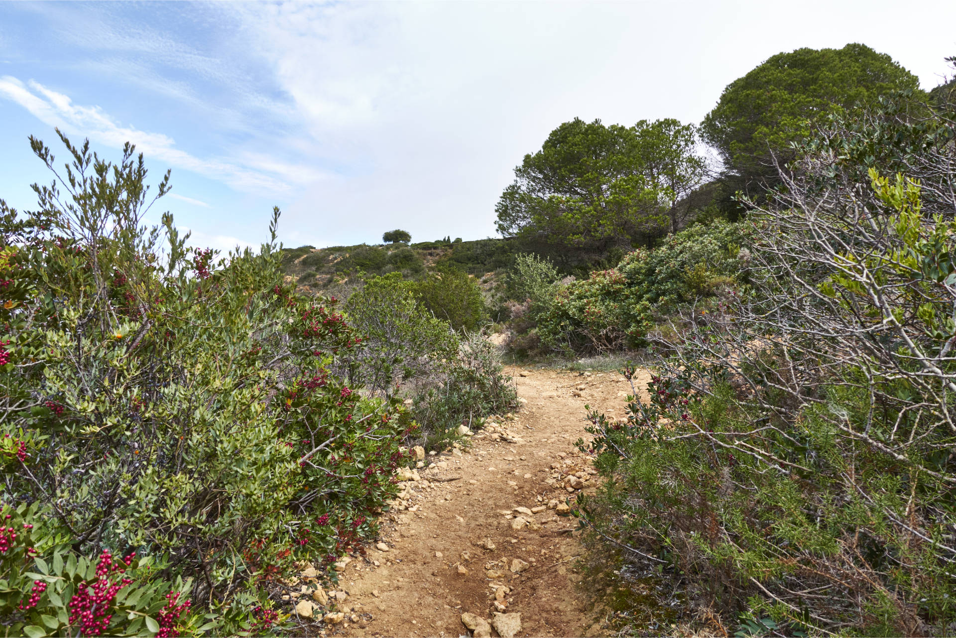 Der Trail zieht angenehm nach oben.v