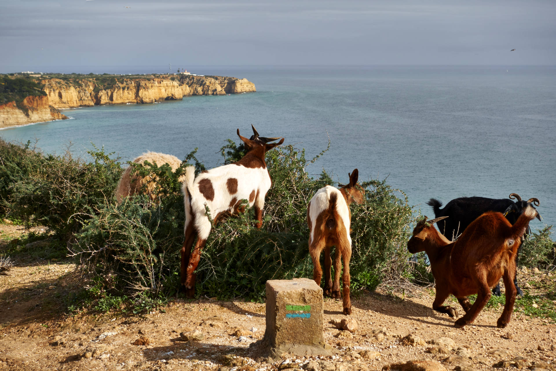 Ziegen weiden auf den Klippen – im Hintergrund der Farol da Ponta da Piedade Lagos.