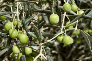 Olivenbäume in der andalusischen meseta.