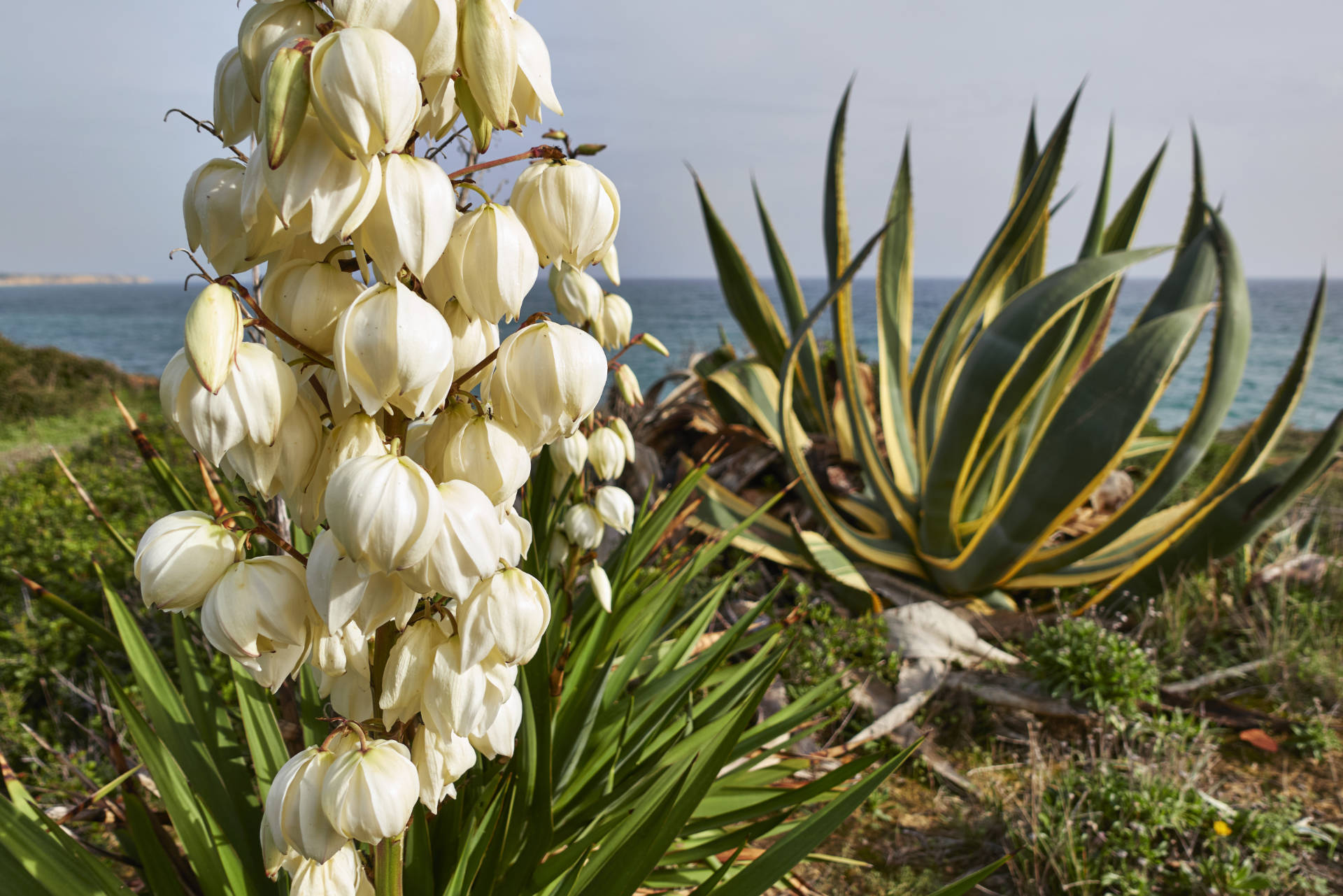 Blüte der Palmlilie (Yucca) Ende Oktober nahe Luz. Im Hintergrund Tropische Agave.