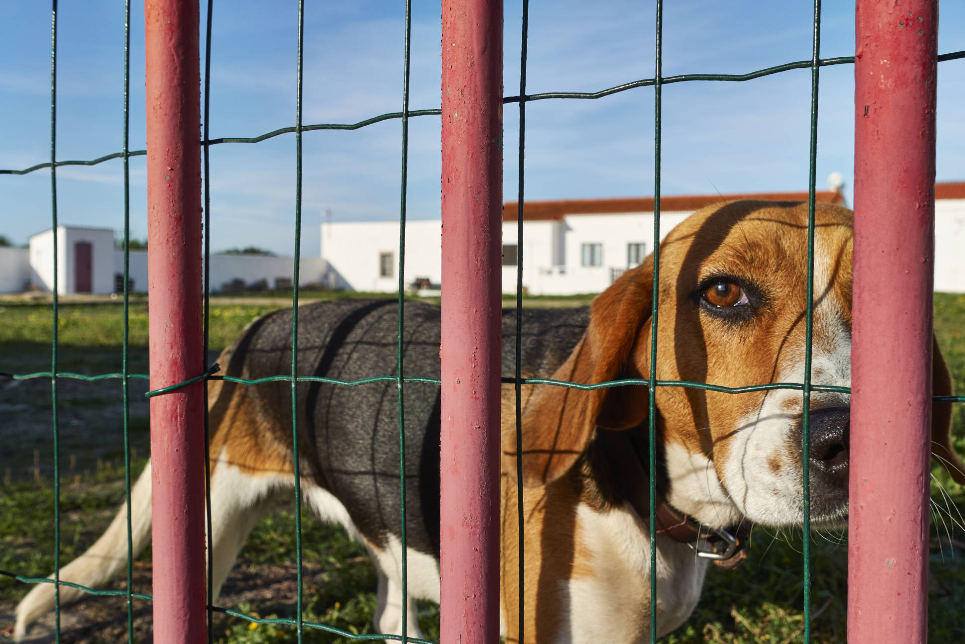 Der Wachhund des Farol do Cabo de Sines möchte Streicheleinheiten.