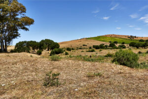 Über die Carretera Arroyo San Ambrosio vorbei an den Dehesas des Naturschutzgebietes La Breña y Marismas del Barbate.